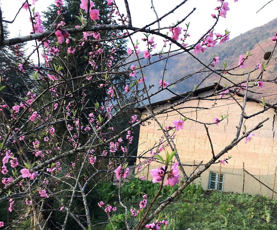 Stunning Peach Forest Blooms Late in Ha Giang