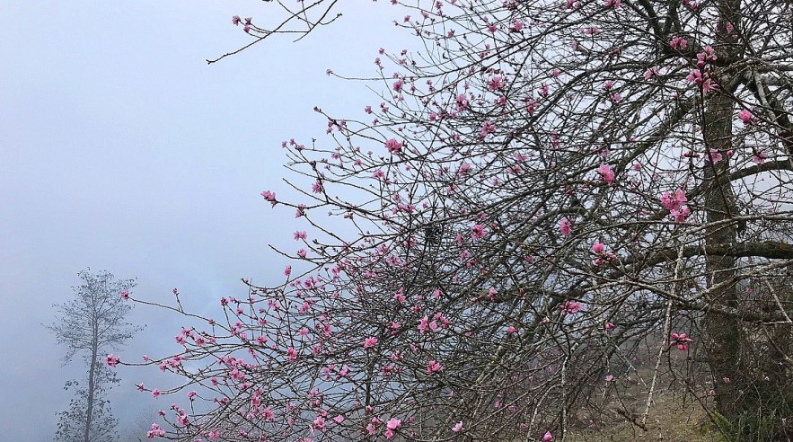 Stunning Peach Forest Blooms Late in Ha Giang