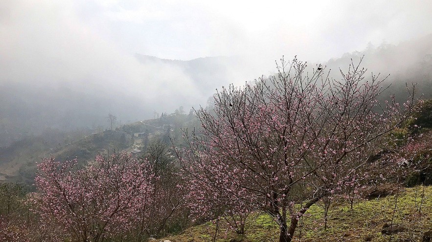 Stunning Peach Forest Blooms Late in Ha Giang