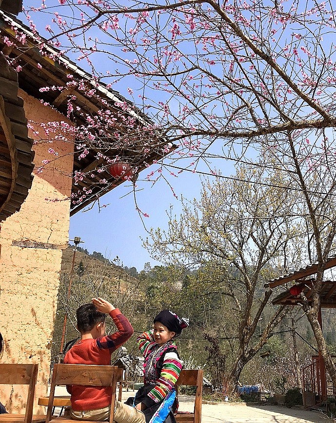 Stunning Peach Forest Blooms Late in Ha Giang