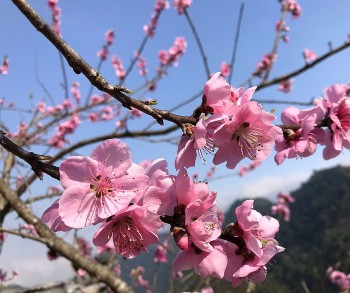 Photo: Stunning Peach Forest Blooms Late in Ha Giang