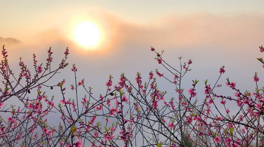 Stunning Peach Forest Blooms Late in Ha Giang