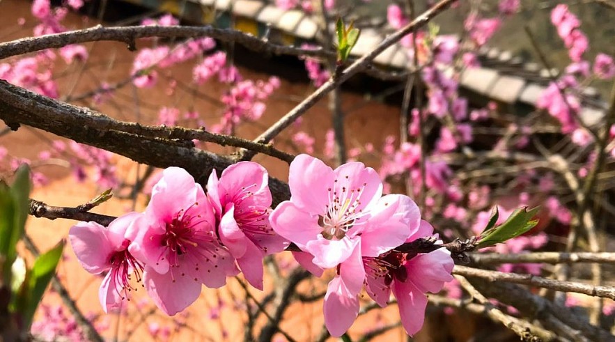 Stunning Peach Forest Blooms Late in Ha Giang