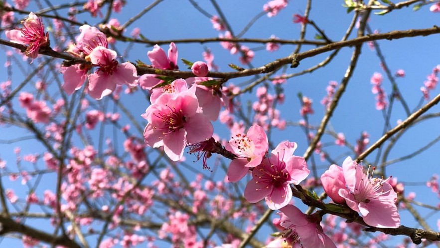 Stunning Peach Forest Blooms Late in Ha Giang