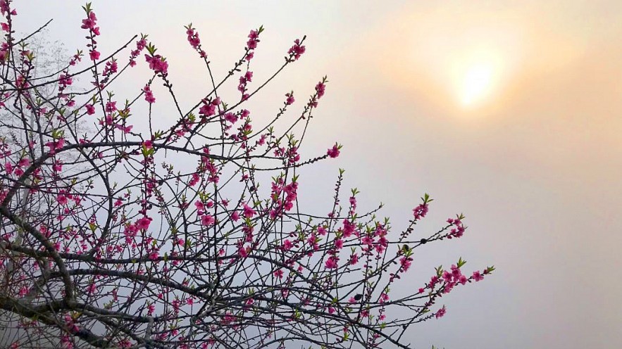 Stunning Peach Forest Blooms Late in Ha Giang