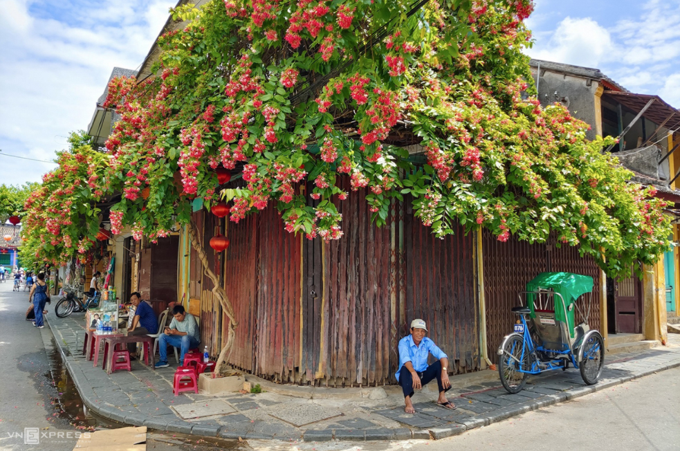 Hoi An ancient streets' summer flowers