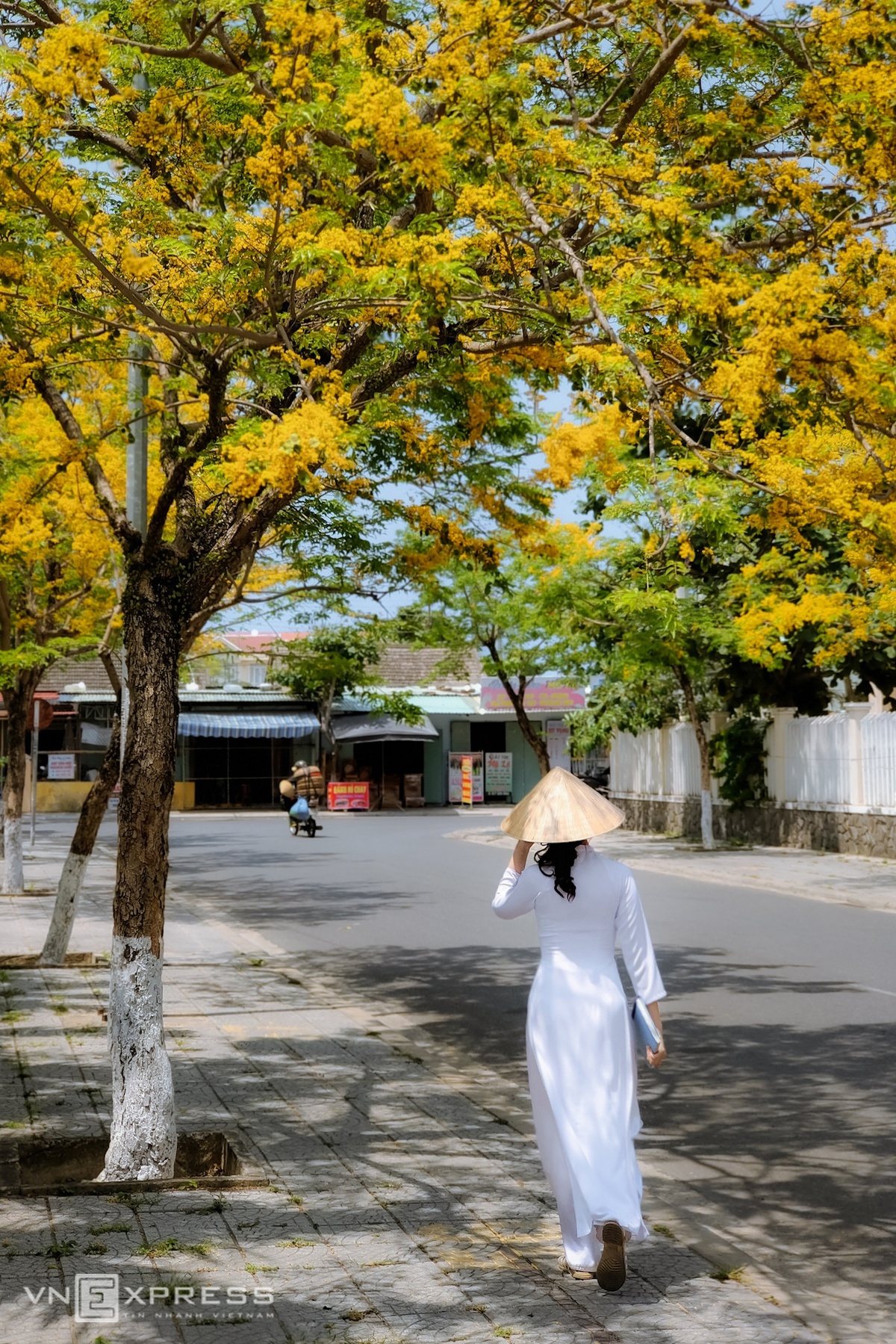 Hoi An ancient streets' summer flowers