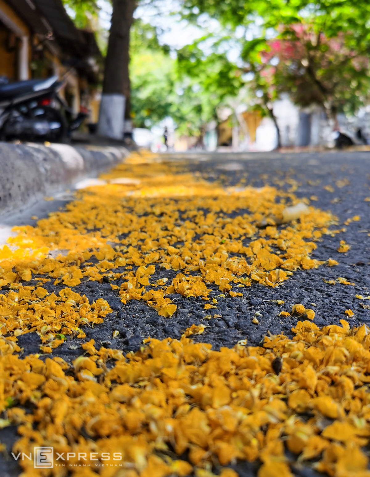 Hoi An ancient streets' summer flowers