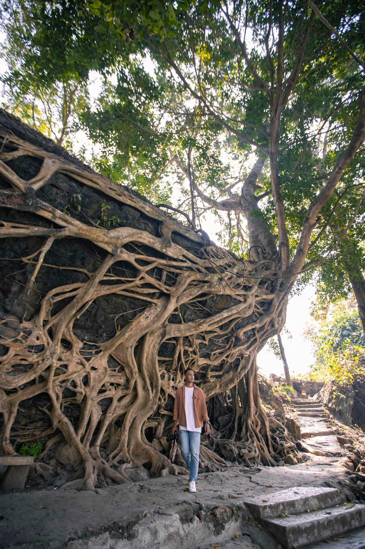 5 giant trees attract tourists across Vietnam 5 giant trees attract tourists across Vietnam