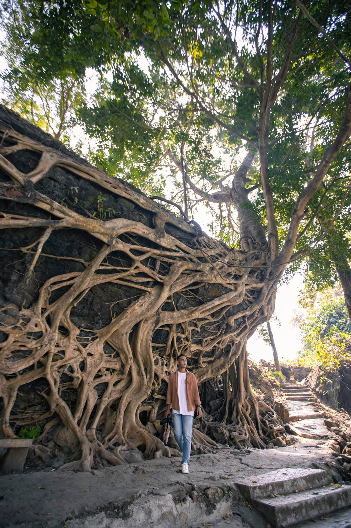 5 giant trees attract tourists across Vietnam