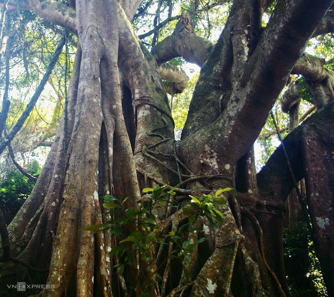 5 giant trees attract tourists across Vietnam 5 giant trees attract tourists across Vietnam