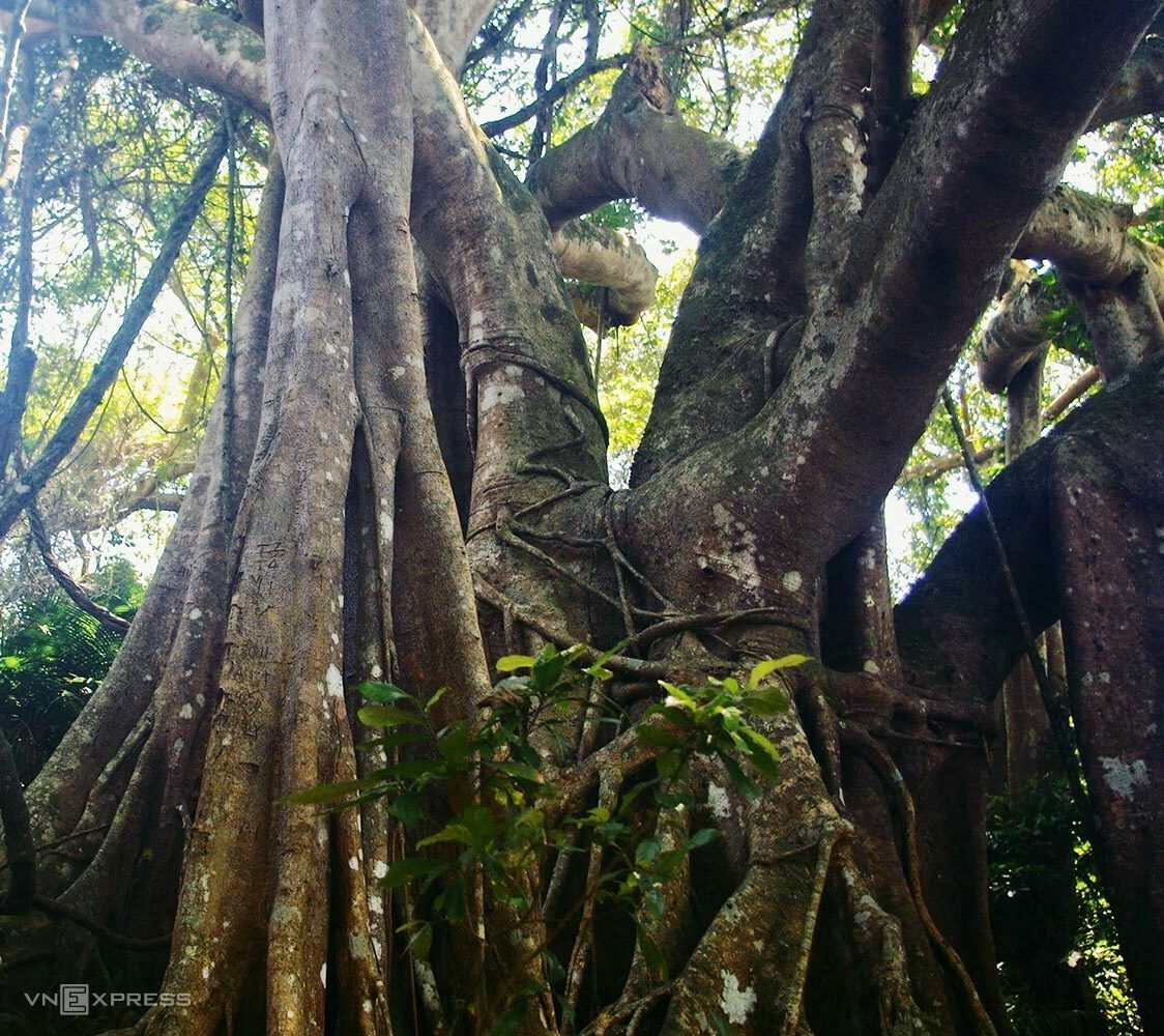 5 giant trees attract tourists across Vietnam