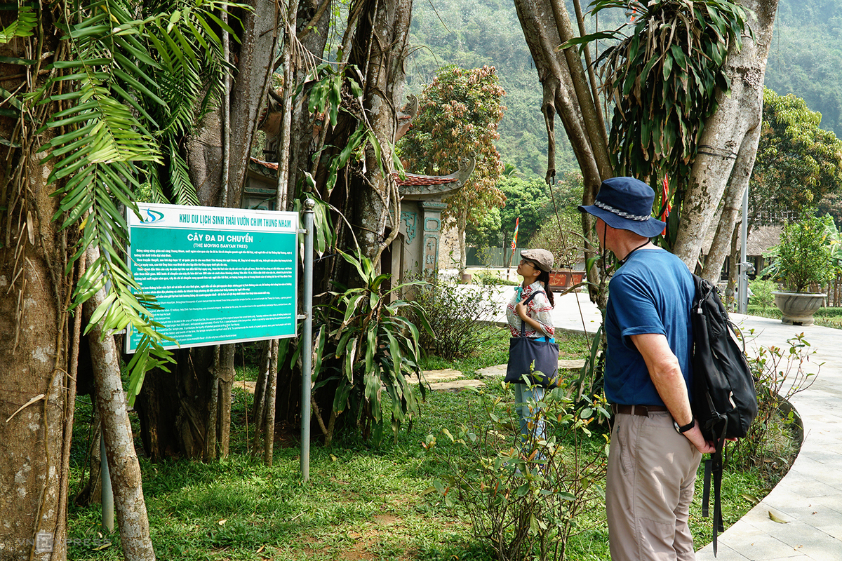 5 giant trees attract tourists across Vietnam