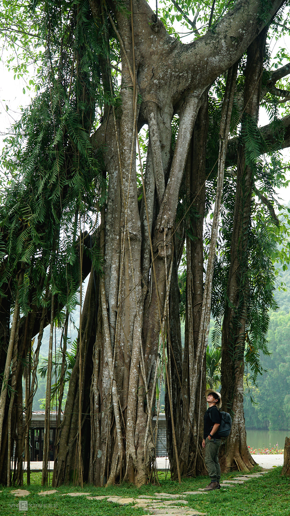 5 giant trees attract tourists across Vietnam 5 giant trees attract tourists across Vietnam
