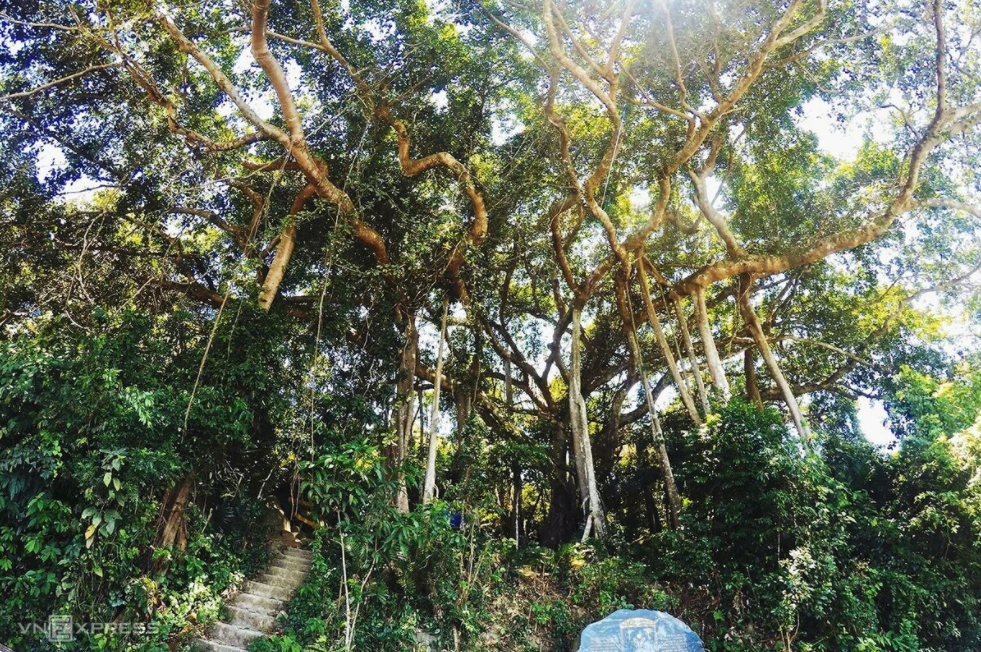 5 giant trees attract tourists across Vietnam 5 giant trees attract tourists across Vietnam