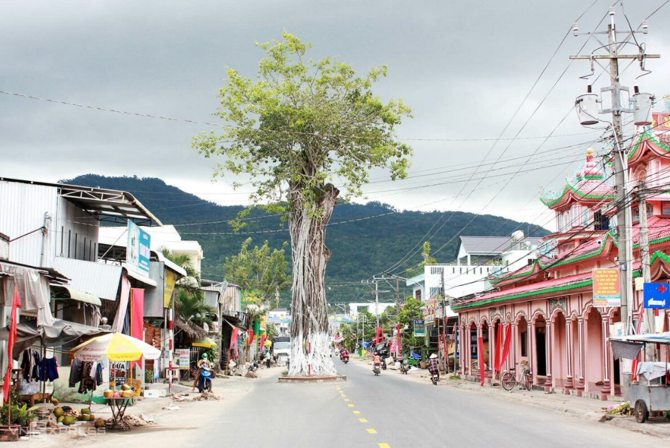 5 giant trees attract tourists across Vietnam 5 giant trees attract tourists across Vietnam
