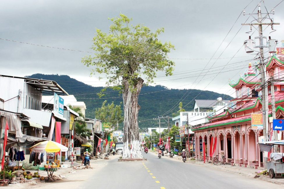 5 giant trees attract tourists across Vietnam