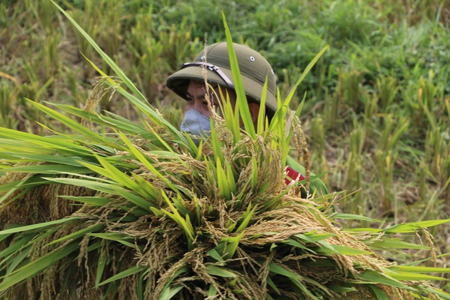 Police officers help people in quarantine areas harvest crops