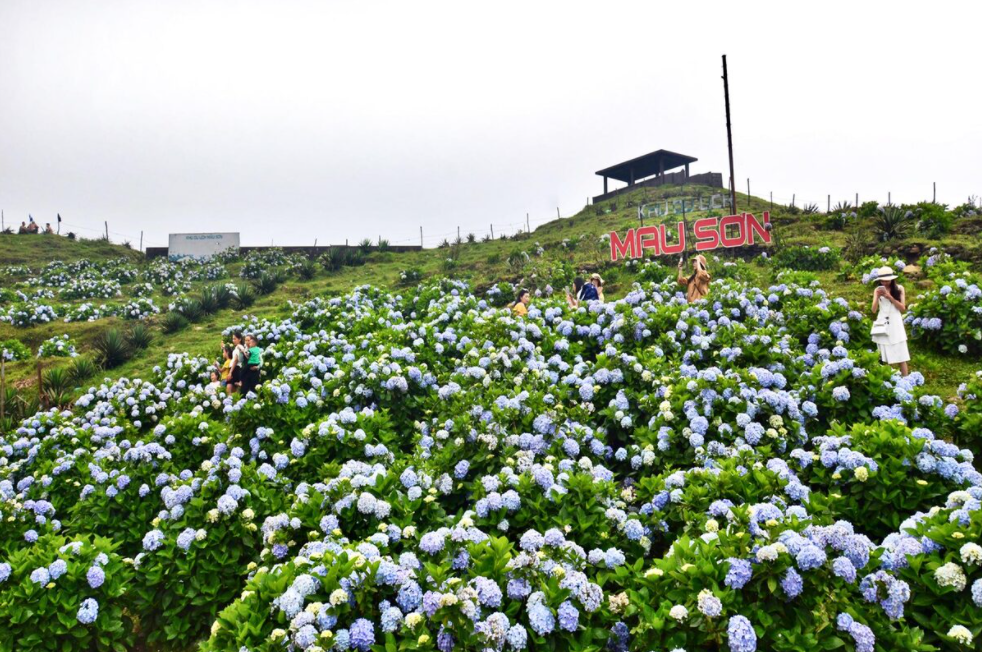 Hydrangea 'carpet' blooms on top of Mau Son