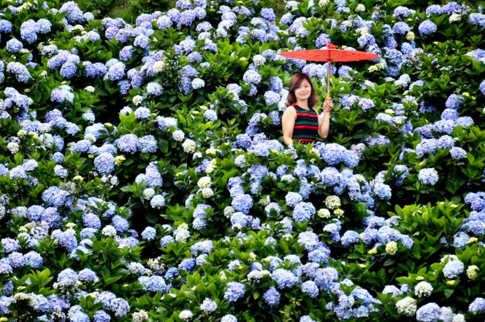 Hydrangea 'carpet' blooms on top of Mau Son