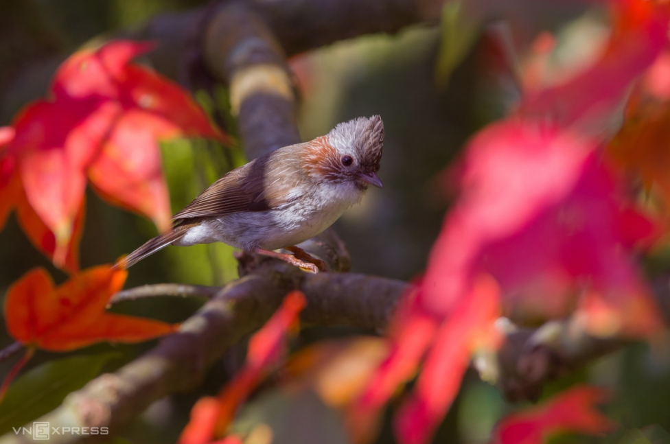 Amazing birds on Bach Ma Mount