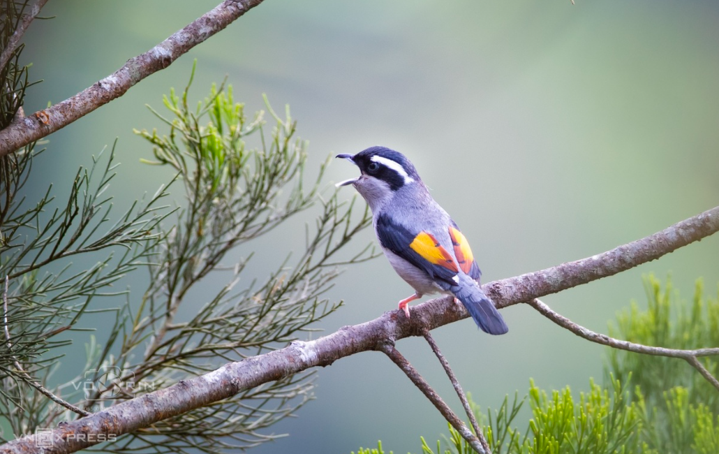 Amazing birds on Bach Ma Mount Amazing birds on Bach Ma Mount