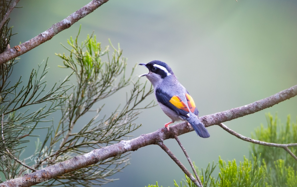 Amazing birds on Bach Ma Mount