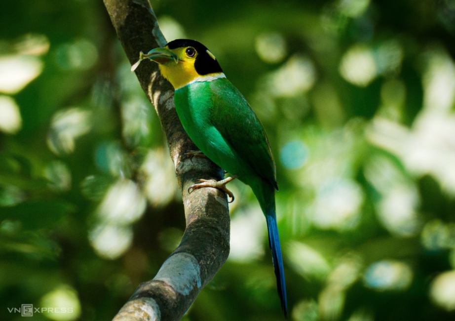 Amazing birds on Bach Ma Mount Amazing birds on Bach Ma Mount