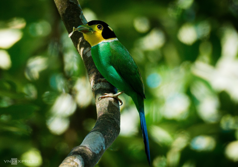 Amazing birds on Bach Ma Mount