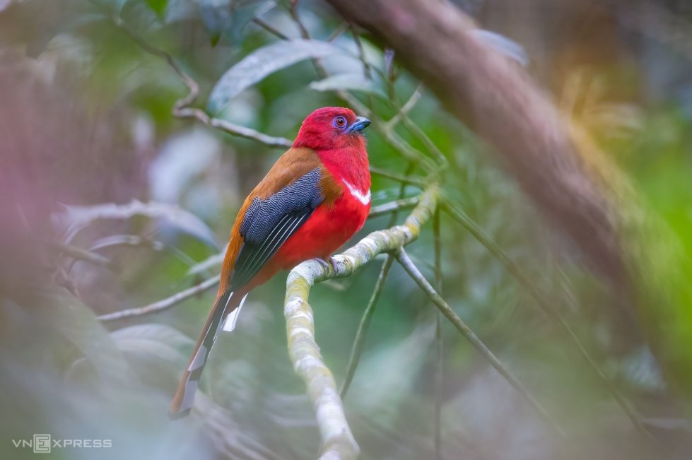 Amazing birds on Bach Ma Mount