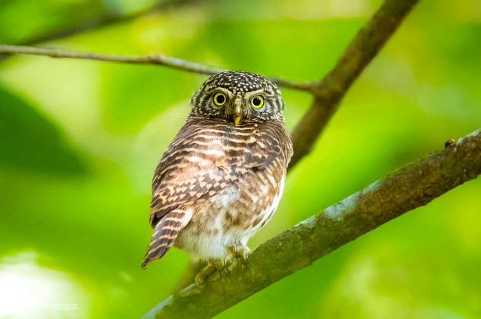 Amazing birds on Bach Ma Mount