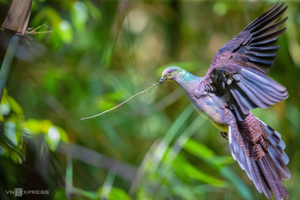 Amazing birds on Bach Ma Mount