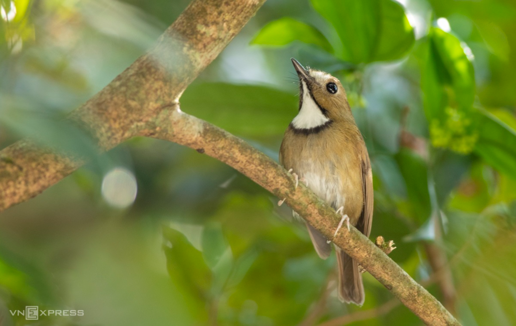 Amazing birds on Bach Ma Mount