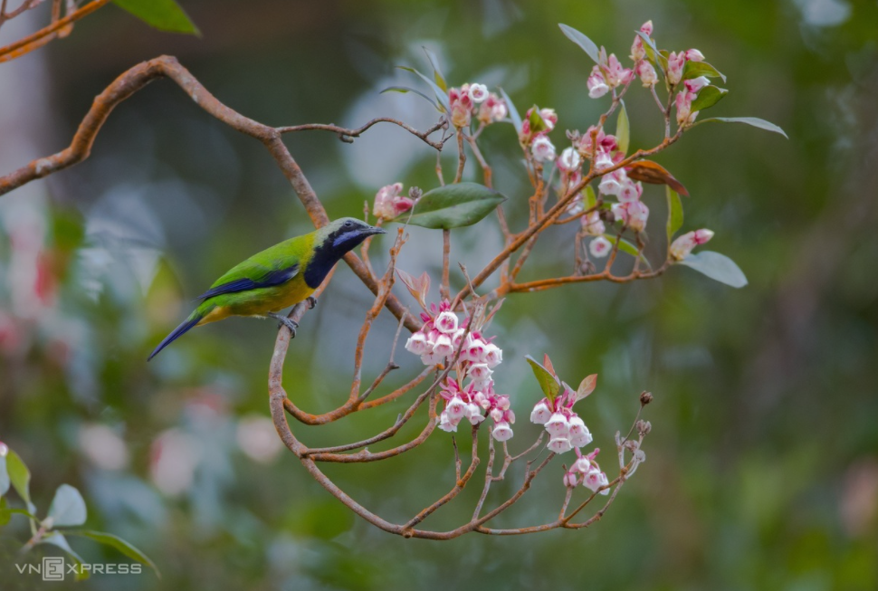 Amazing birds on Bach Ma Mount Amazing birds on Bach Ma Mount