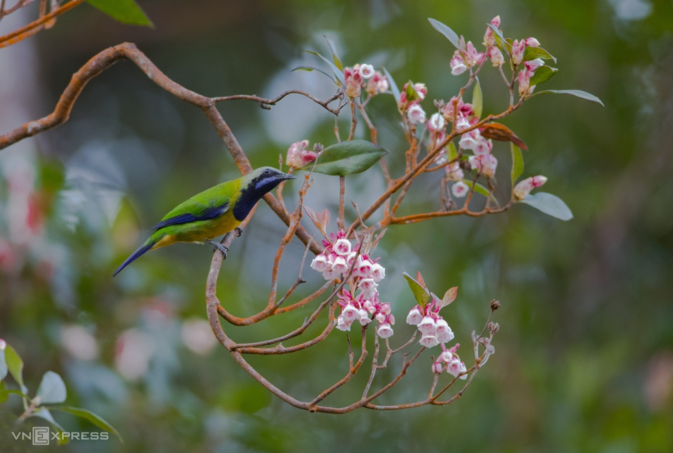 Amazing birds on Bach Ma Mount