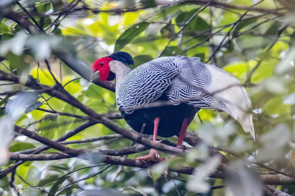 Amazing birds on Bach Ma Mount