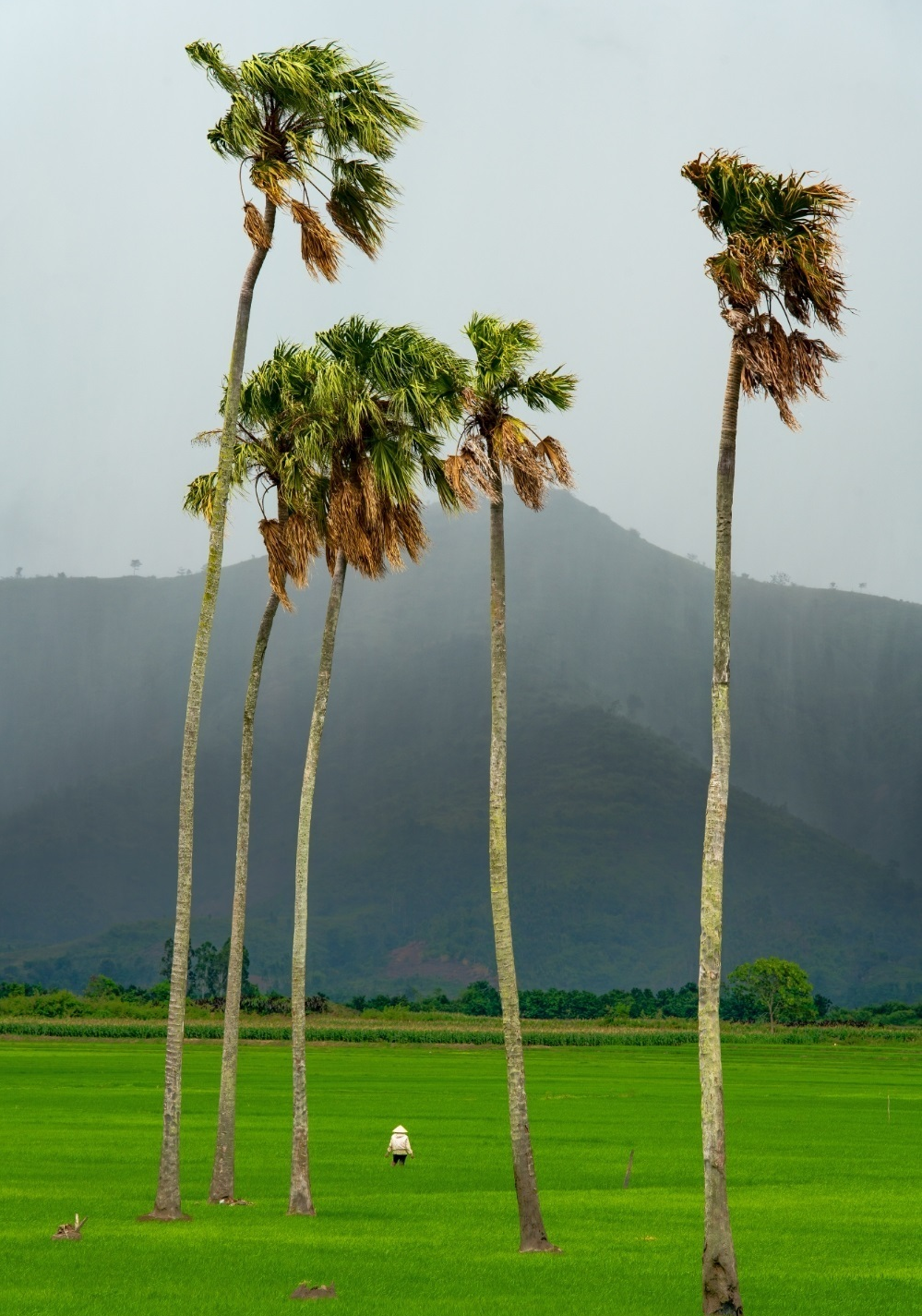 Vietnam's tranquility appears stunning under professional lenses Vietnam's tranquility appears stunning under professional lenses