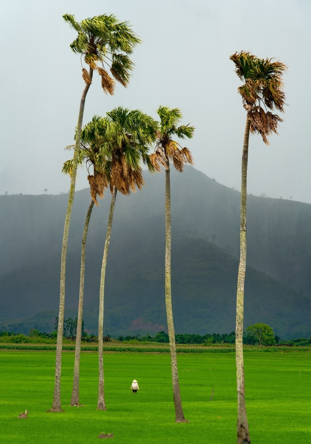 Vietnam's tranquility appears stunning under professional lenses