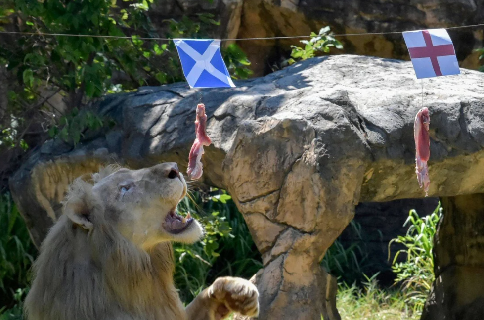 Thai Lion Gets Fame for Correctly Predicts EURO 2020 Results - Video