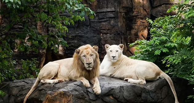 Thai Lion Gets Fame for Correctly Predicts EURO 2020 Results - Video