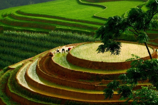 mu cang chai terraced fields in irrigation season not to miss tourism destinations