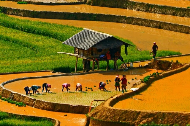 mu cang chai terraced fields in irrigation season not to miss tourism destinations