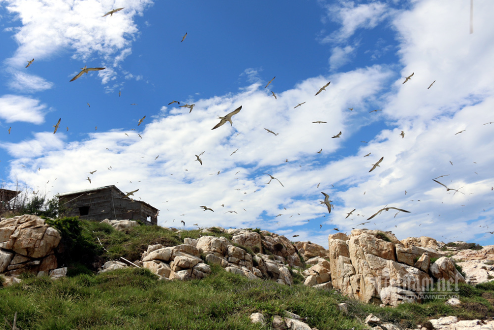 Hon Noi   The only swiftlet island open for tourists in Khanh Hoa