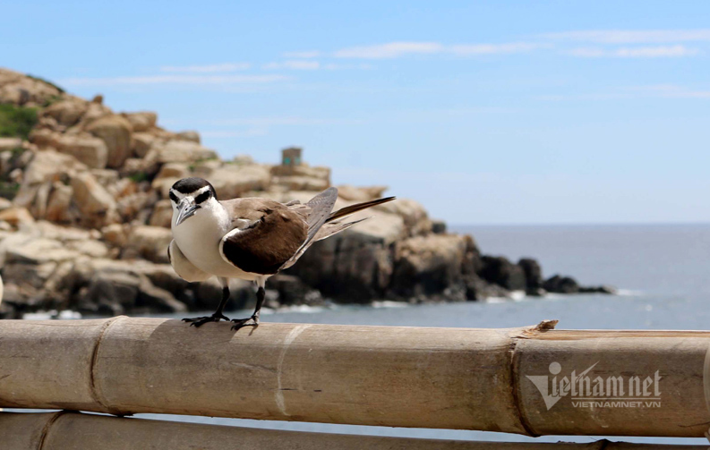 Hon Noi   The only swiftlet island open for tourists in Khanh Hoa