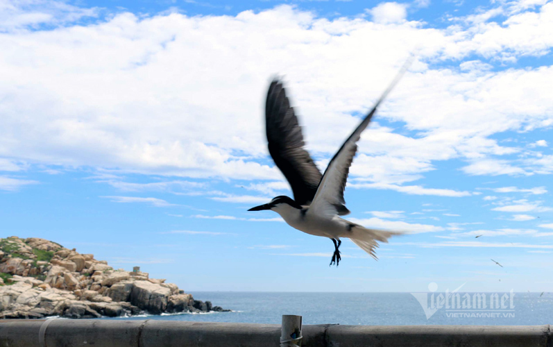 Hon Noi   The only swiftlet island open for tourists in Khanh Hoa