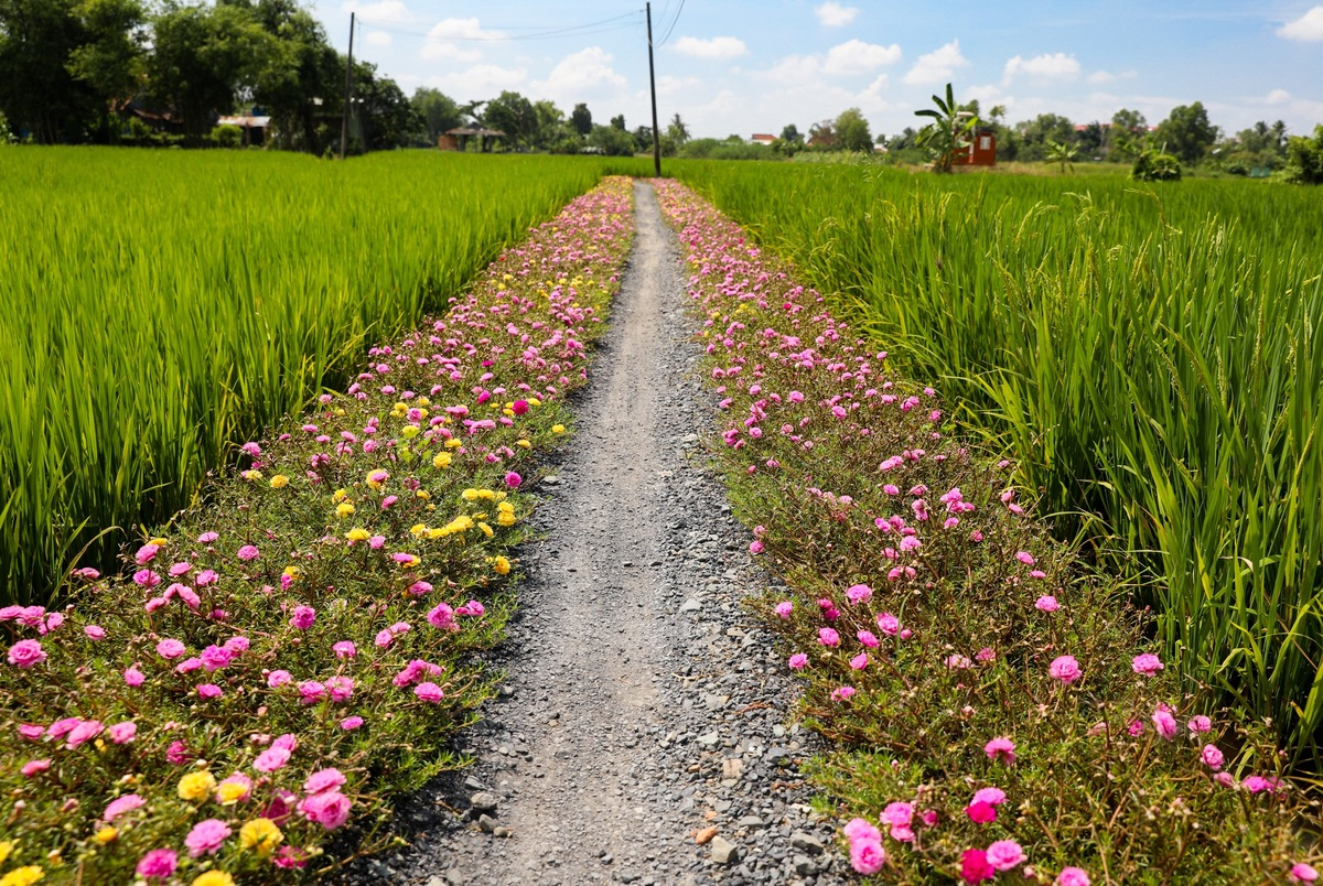 breathtaking sight of moss rose flower road in the outskirts of saigon