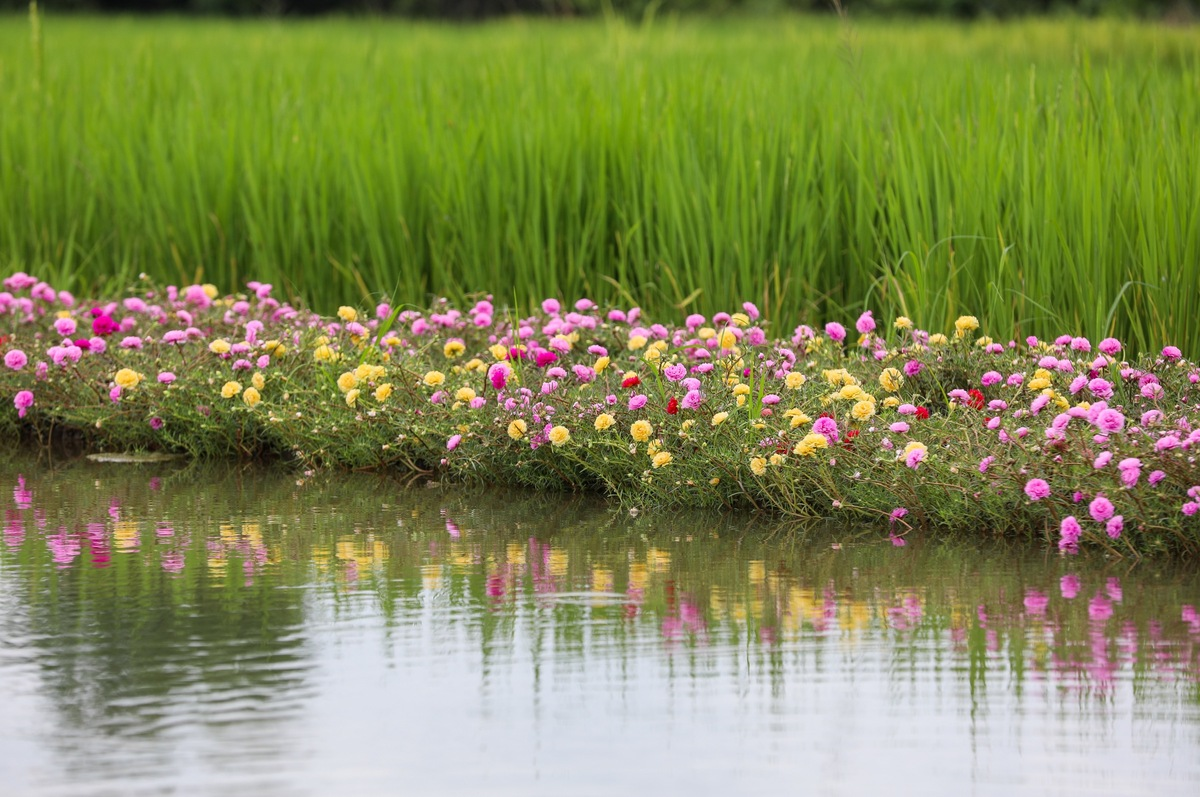 breathtaking sight of moss rose flower road in the outskirts of saigon