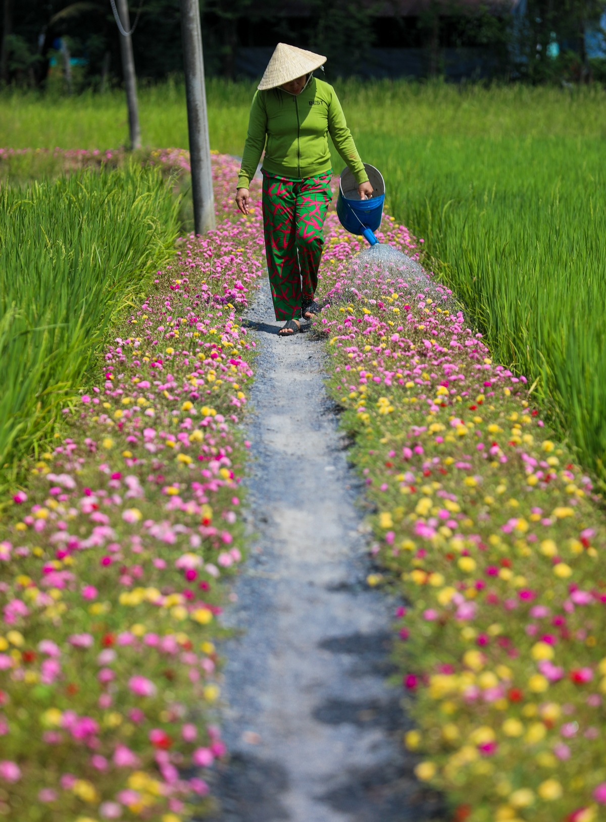 breathtaking sight of moss rose flower road in the outskirts of saigon
