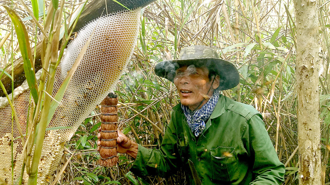 Hunt For Natural Forest Honey in Vietnam's South Pole