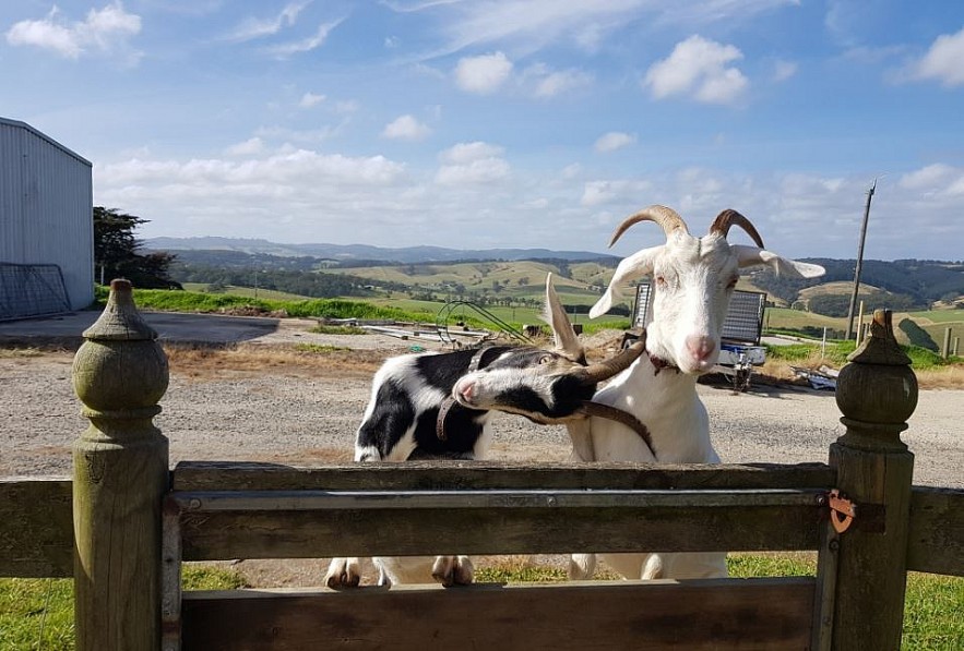 Vietnamese Wife Rescues Old Pets in Australia